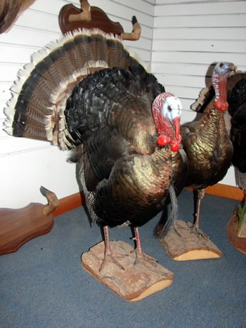 Lifesize Turkey mount full strut, NICE!  Price-600.00